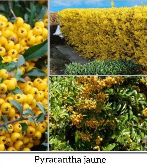 Pyracantha jaune