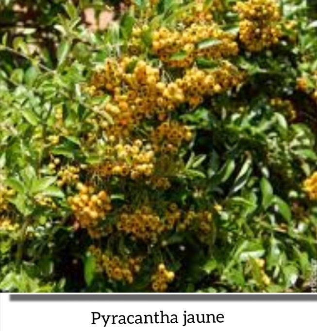 Pyracantha jaune