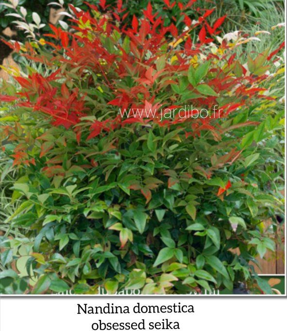 Nandina domestica