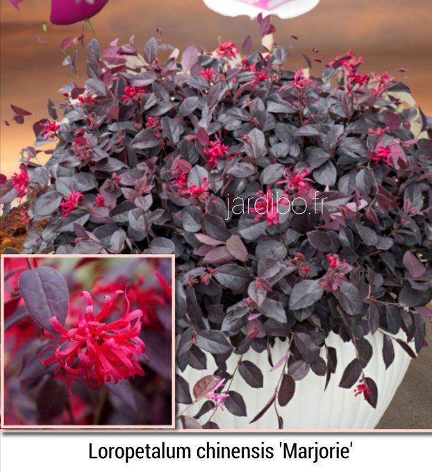 Loropetalum 'Marjorie'