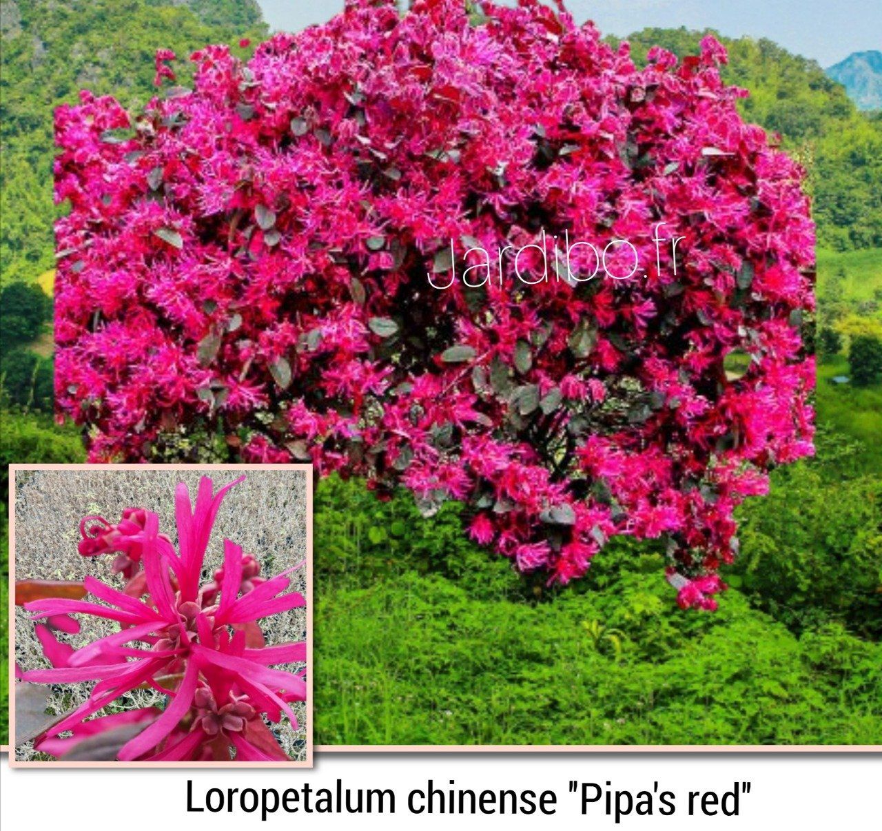 Loropetalum chinenses '' Pipa red