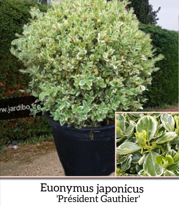 Euonymus fusain du Japon '' Président Gauthier