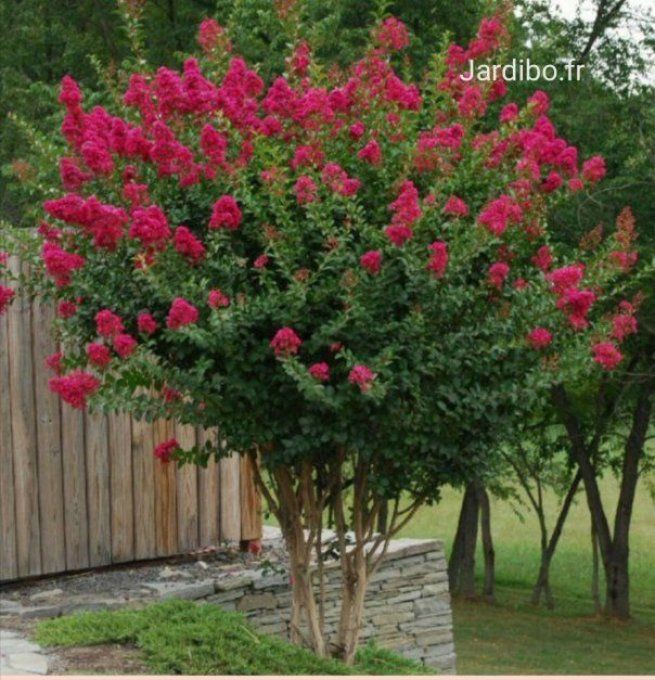 Lilas des indes  lagestromia  indica  Rouge