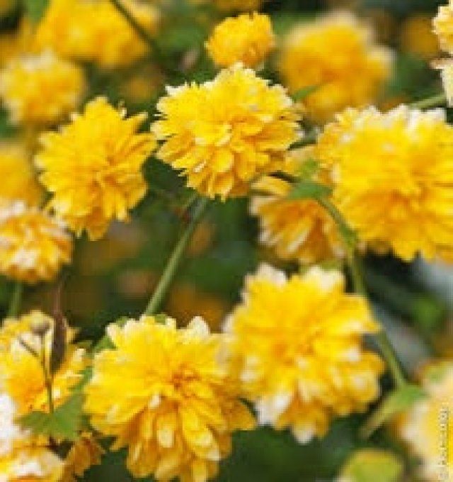 Corête du Japon ' Kerria Japonica ‘Pleniflora '