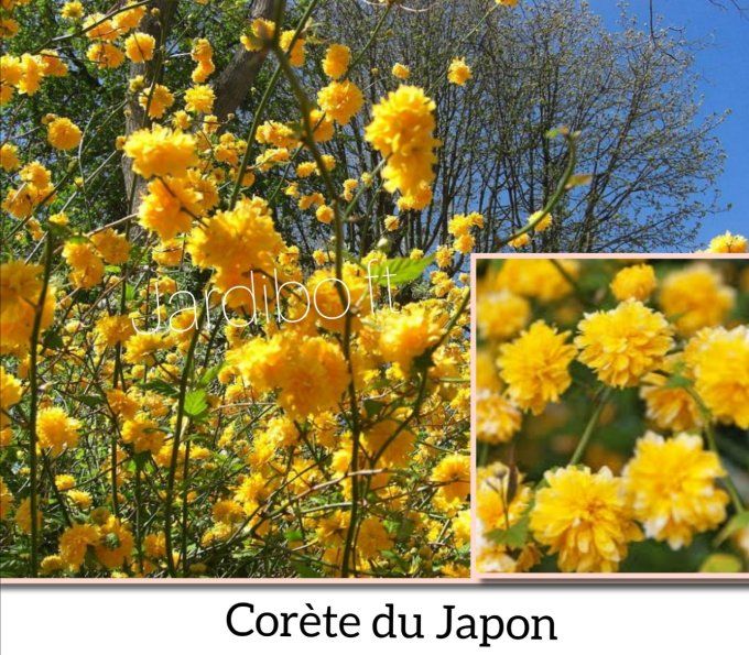 Corête du Japon ' Kerria Japonica ‘Pleniflora '