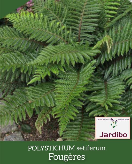 Fougères. 'Polystichum setiferum'