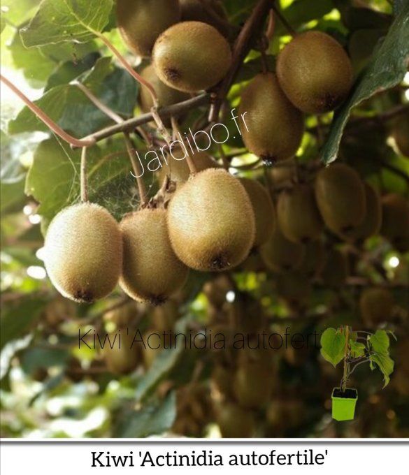 Kiwi. 'Actinidia Mâle 