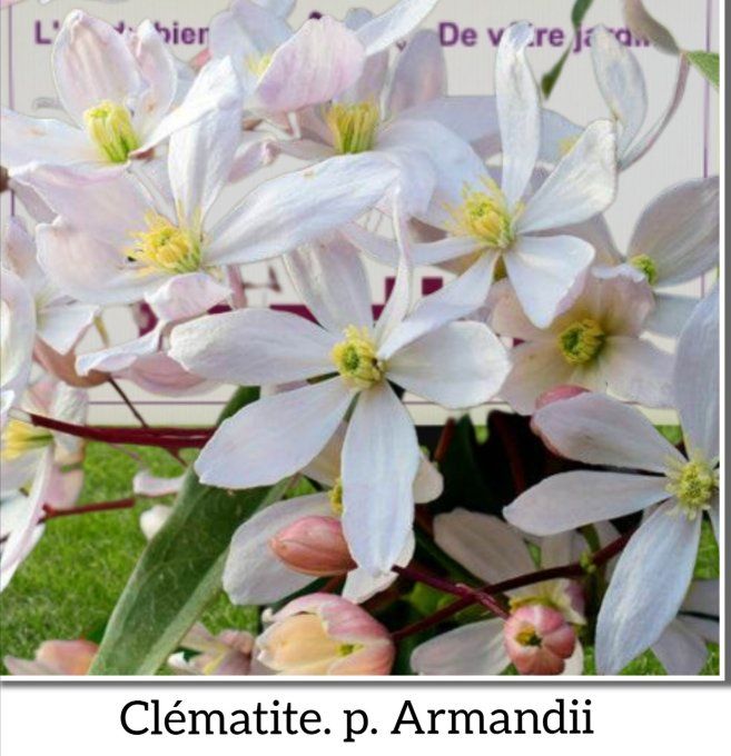 Clématite. p. D'ARMANDII