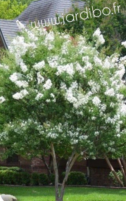 Lilas des indes BLANC