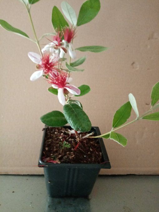 Goyave du Brésil 'Feijoa sellowiana Mammouth'