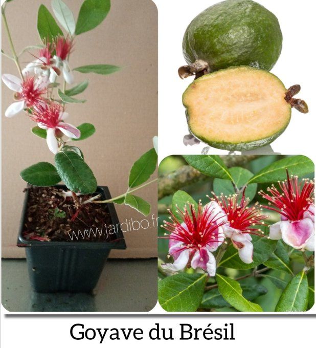 Goyave du Brésil 'Feijoa sellowiana Mammouth'