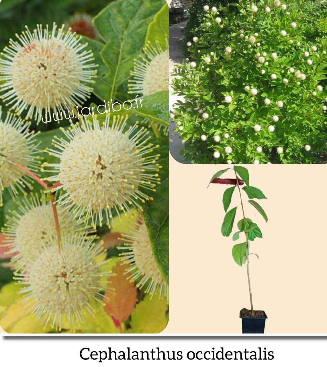 Cephalanthus occidentalis '' Bpis Bouton'