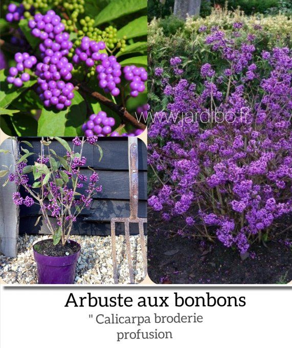 Calicarpa broderie profusion 'Arbuste aux bonbons