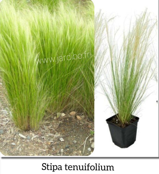 Stipa tenuifolium '' cheveux d'ange'' graminée 