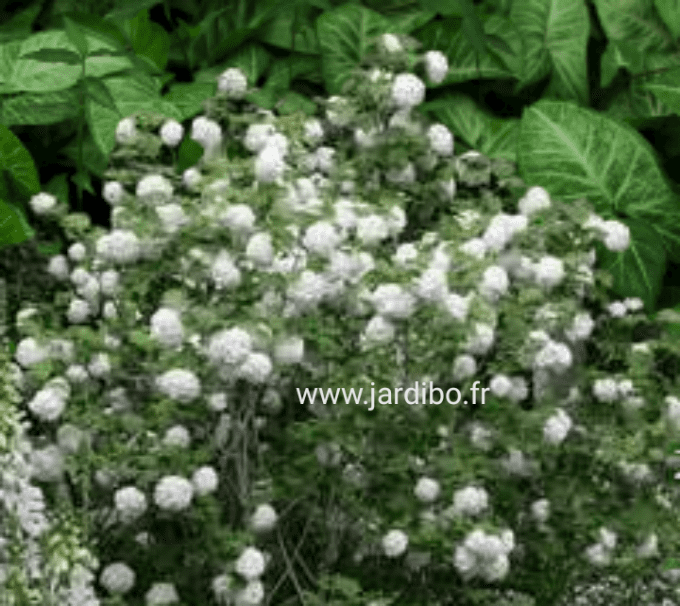 Viburnum opulus '' Boule de neige ''