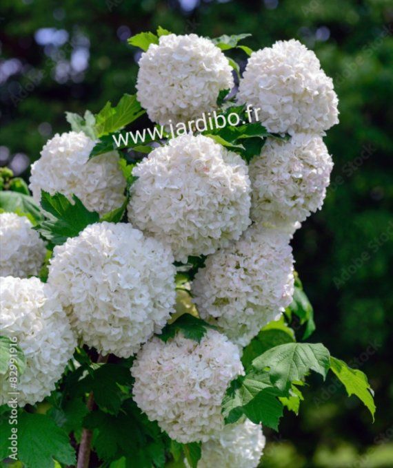 Viburnum opulus '' Boule de neige ''