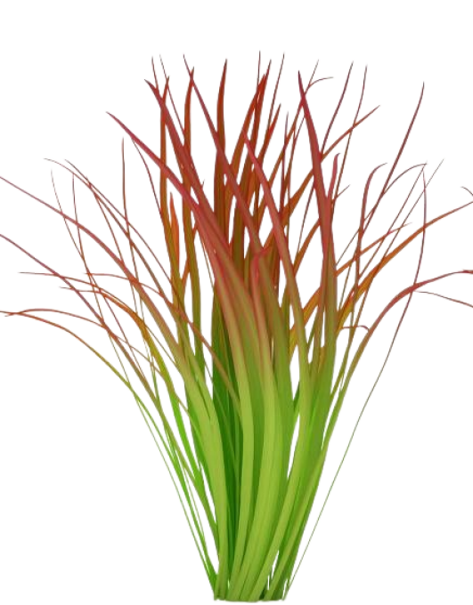 Imperata Red Baron