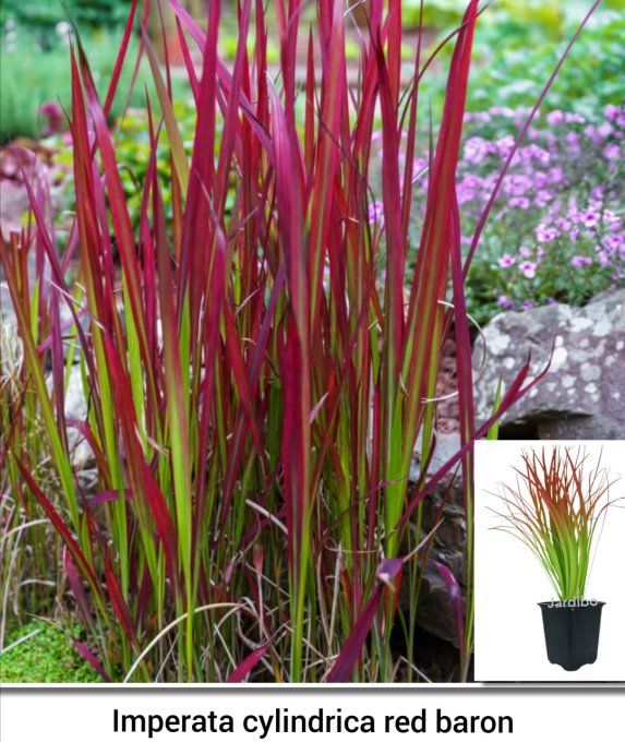 Imperata Red Baron