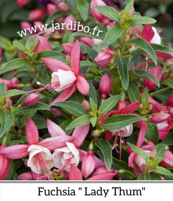 Fuchsia '' Lady Thum '' 