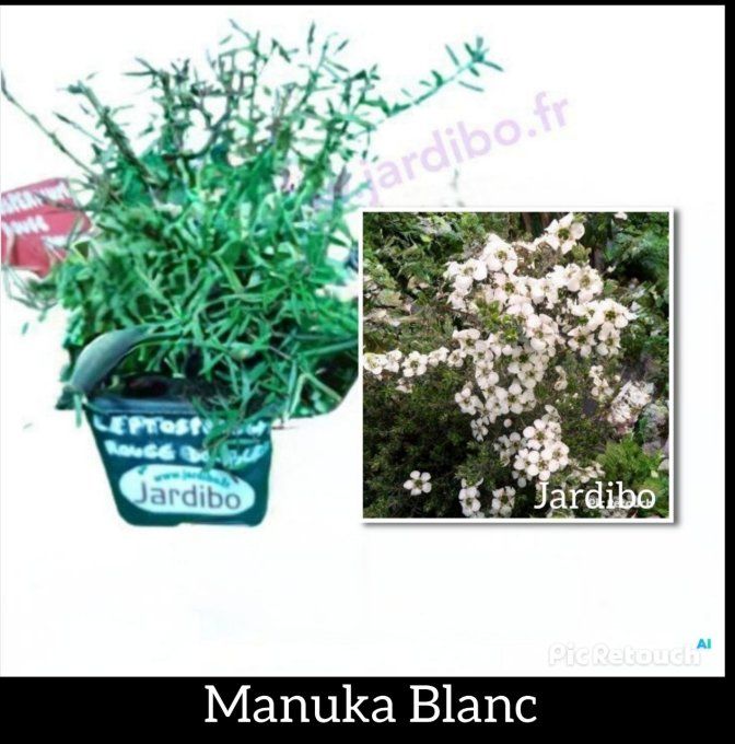 Manuka Blanc