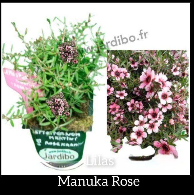  Manuka Rose 