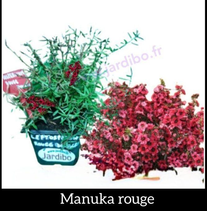 Manuka Rouge