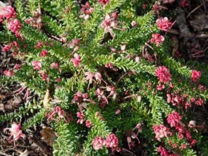 Grevillea lanigera Mount Tamboritha