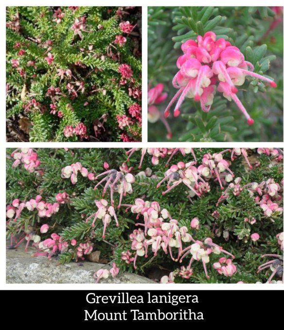 Grevillea lanigera Mount Tamboritha