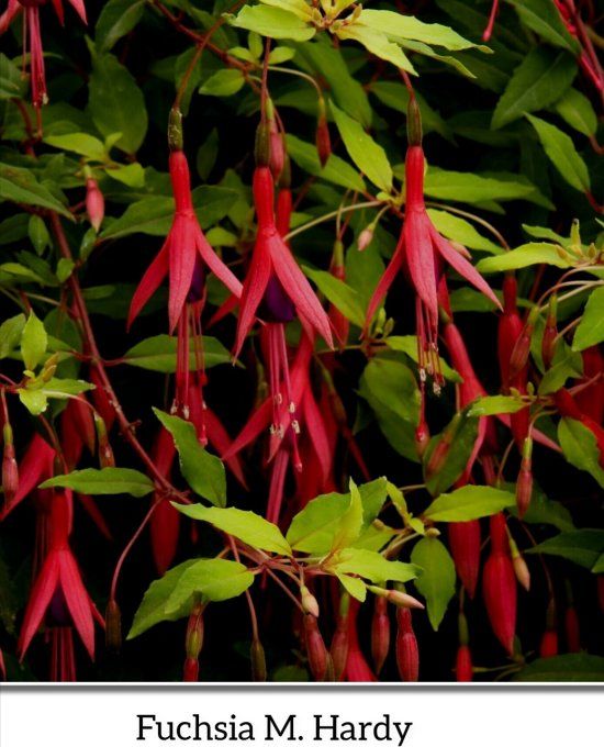 Fuchsia M. Hardy