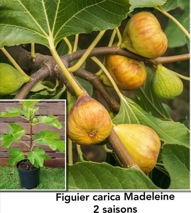 Figuier carica Madeleine des 2 saisons