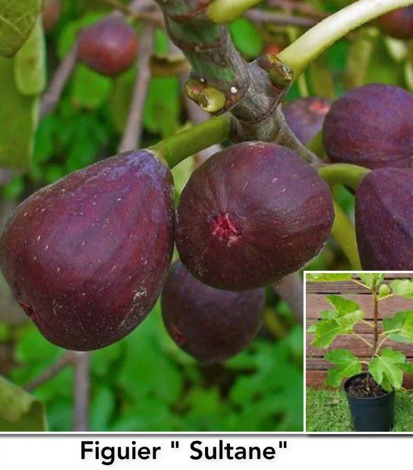 Figuier " Sultane"