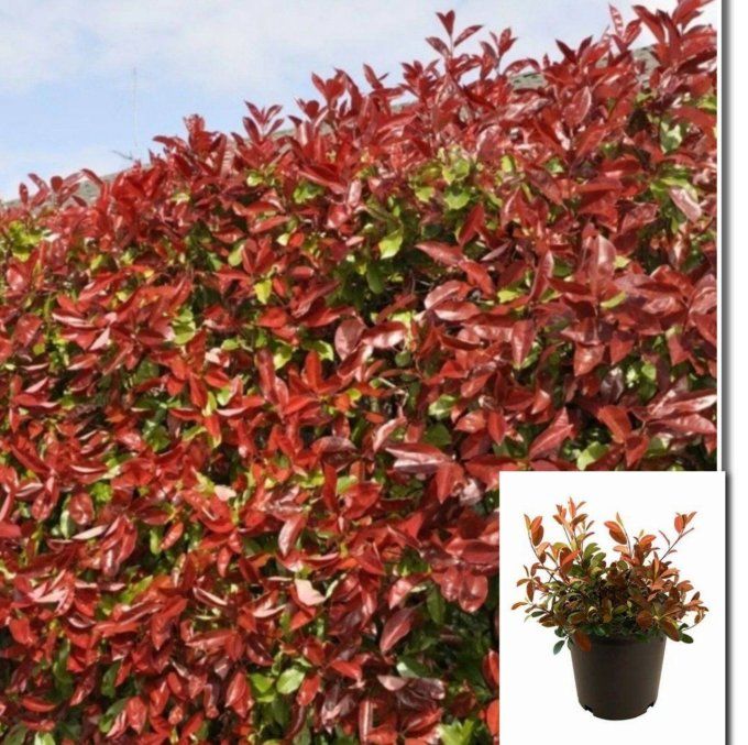 Photinias  magical volcano