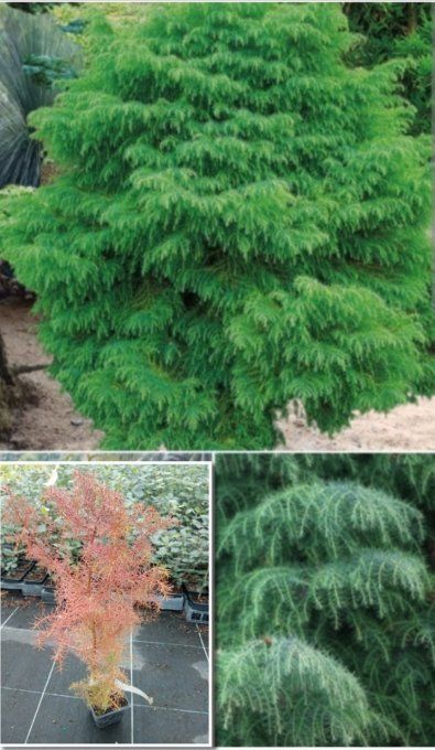 Cryptomeria Japonica 'Élégans 