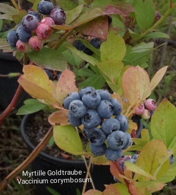 Myrtille .Vaccinium corymbosum GAULTRAUB 