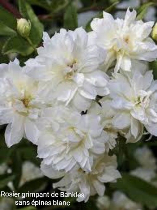 Rosier de Bankiaes sans épines Alba plena BLANC