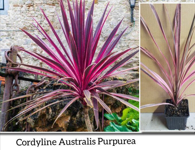 Cordyline Australis Pourpre