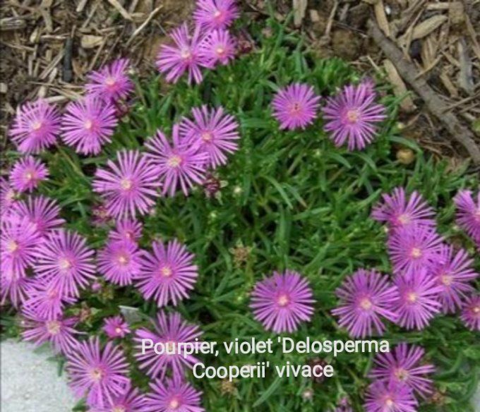 Pourpier violet. Delosperma cooperi. Vivace