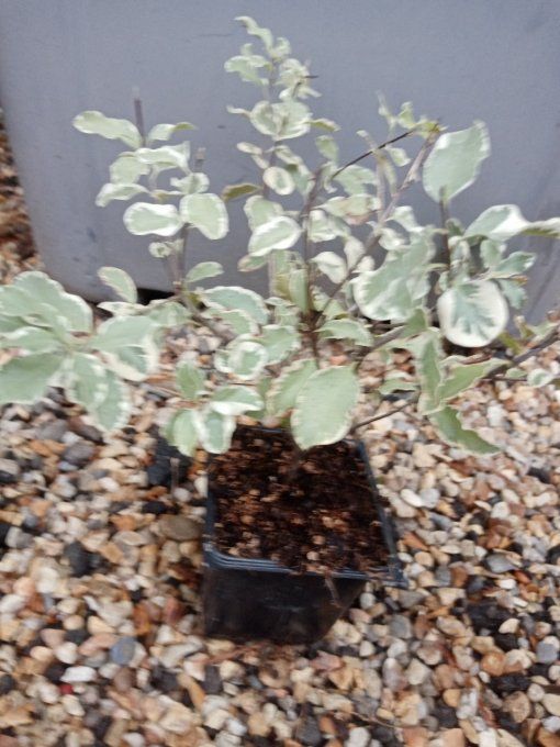 Pittosporum tenuifolium Variegatum 