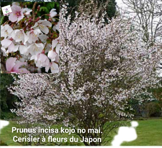 Cerisier du Japon nain à fleurs '' Prunus Incisa kojo no mai '' 