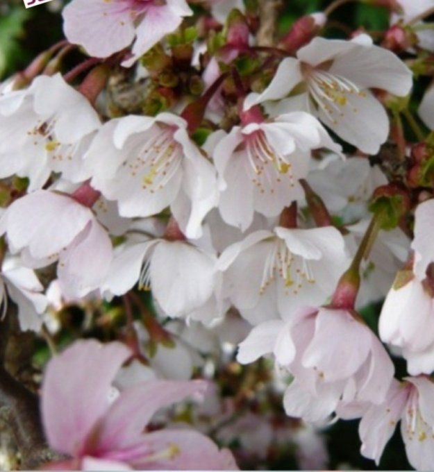 Cerisier du Japon nain à fleurs '' Prunus Incisa kojo no mai '' 