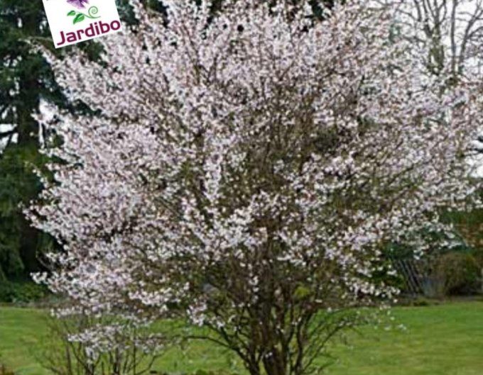 Cerisier du Japon nain à fleurs '' Prunus Incisa kojo no mai '' 