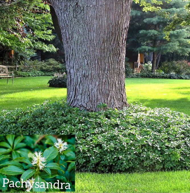 Pachysandra terminalis, couvre-sol 