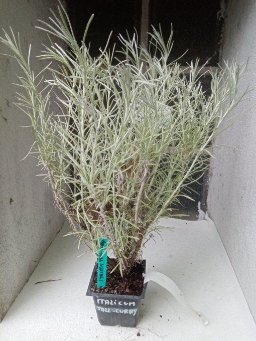 Helichrysum Angustifolia " Tall curry" Italicum curry" a partir de 3€