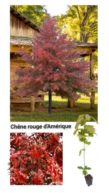 Chêne rouge d'Amérique '' Quercus rubra ''