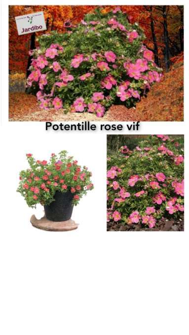 Potentille rose vif 