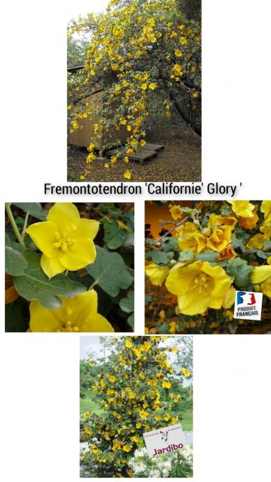 Fremontotendron 'Californie Glory' 