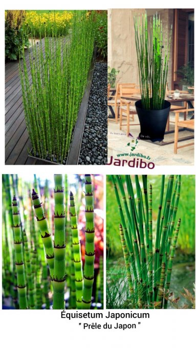 Equisetum japonicum 4/5 brins. H50/60cm 