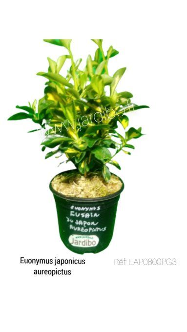 Fusain euonymus du Japon aureopictus
