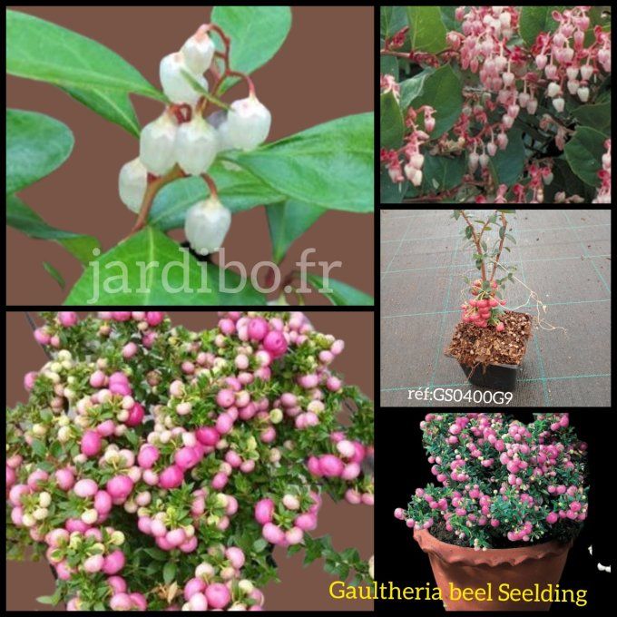 Gaultheria 'Beel Seeldiig'