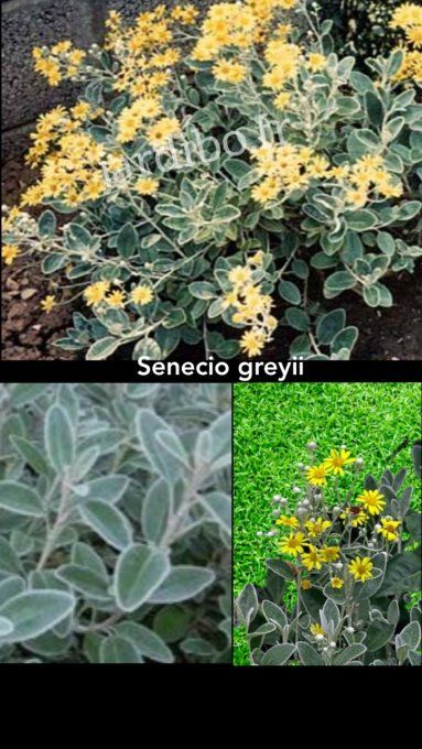 Senecio greyii